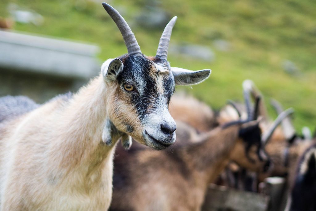 Abenteuer Almleben – vom Reichtum der Entbehrung