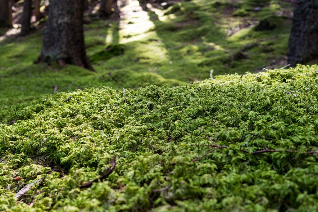 Meraner Höhenweg – reloaded