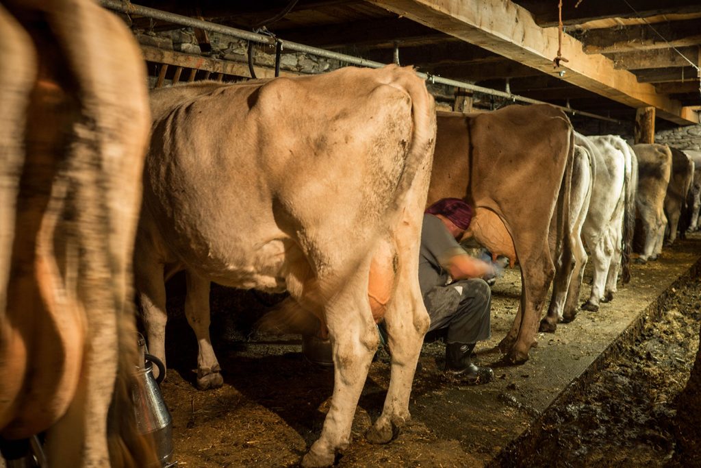 Abenteuer Almleben – vom Reichtum der Entbehrung