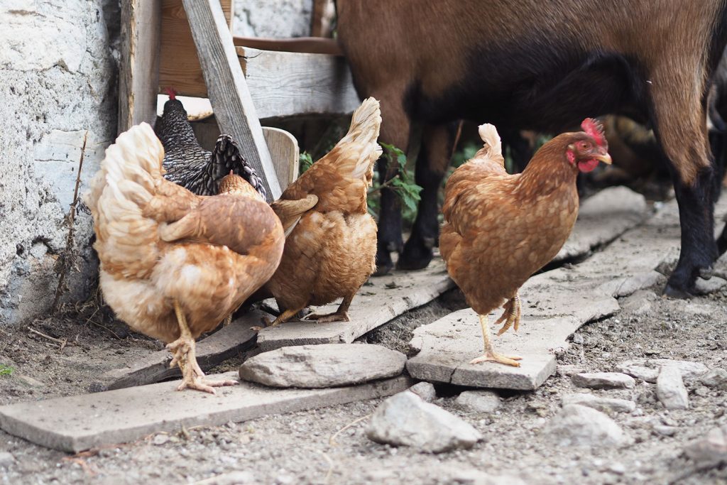 Abenteuer Almleben – vom Reichtum der Entbehrung