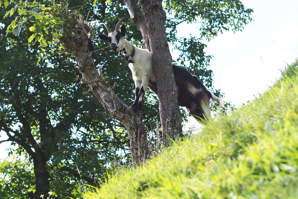 Abenteuer Almleben – vom Reichtum der Entbehrung