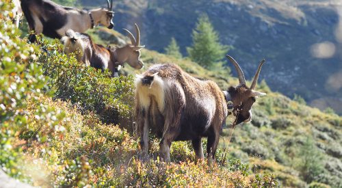 Abenteuer Almleben – vom Reichtum der Entbehrung