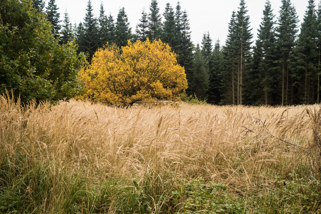 Fünf Mal von Null auf Hundert