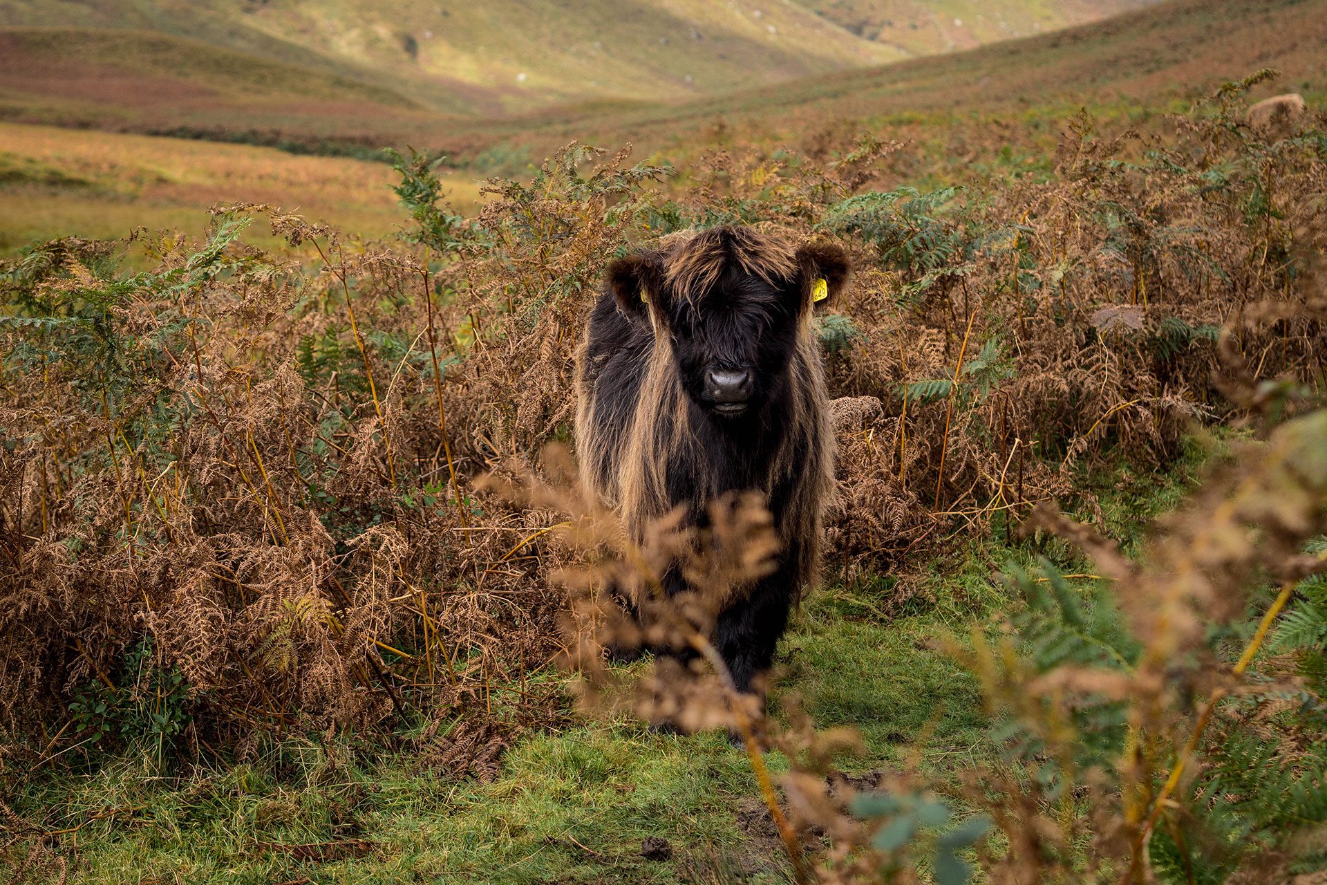 Vom Meer ins Moor – Isle of Arran