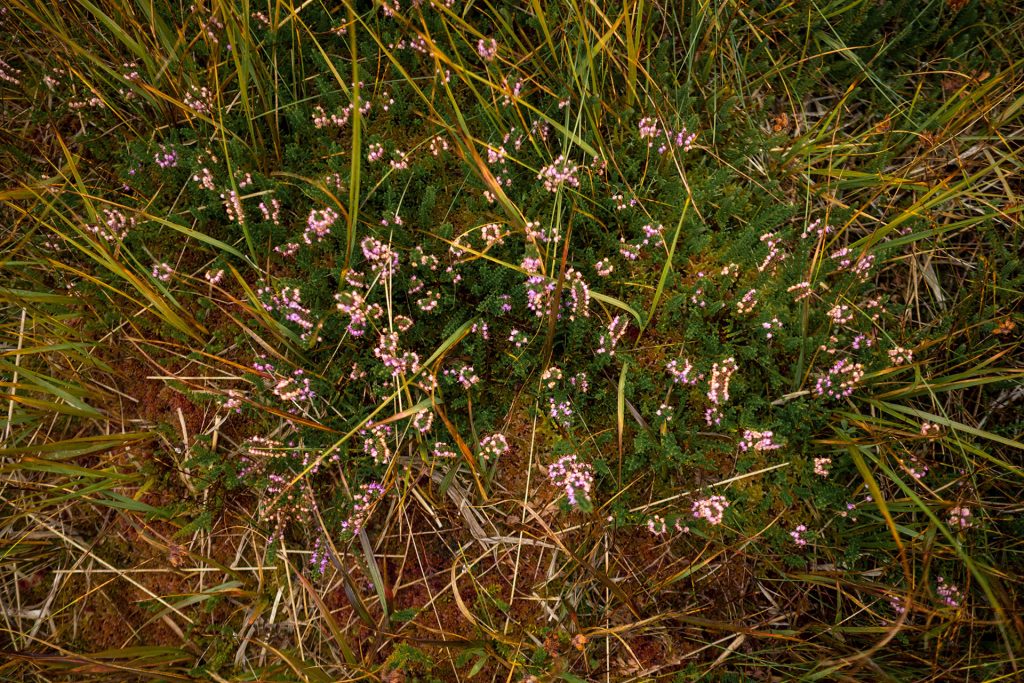 Vom Meer ins Moor – Isle of Arran