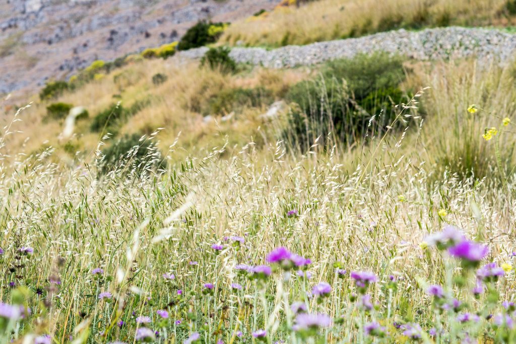 Von kalten Wintern und der Versuchung des Südens