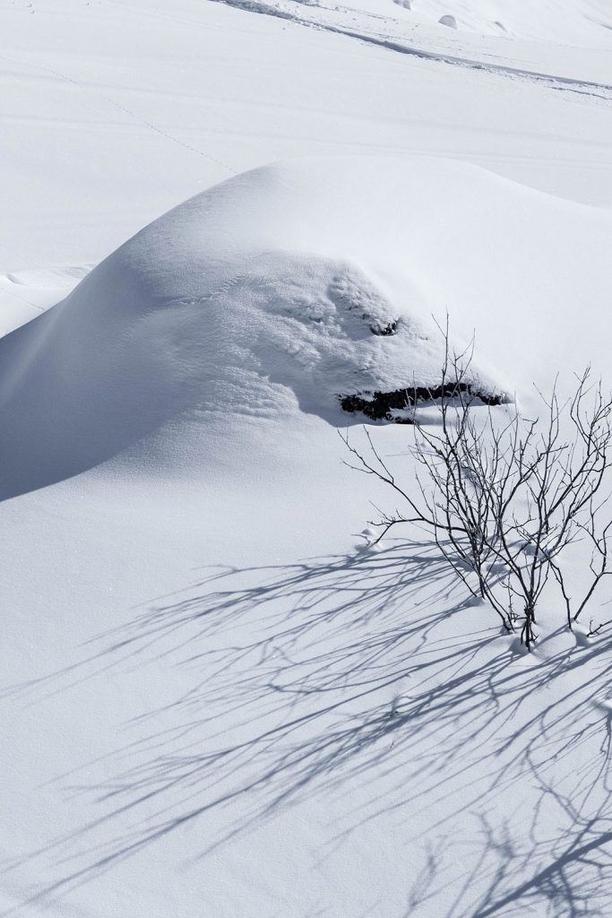 Von Schnee-Eulen und Winter-Lerchen