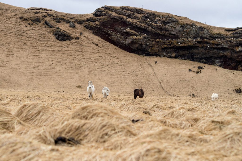Island im Winter – von wilden Fällen und leisen Wassern