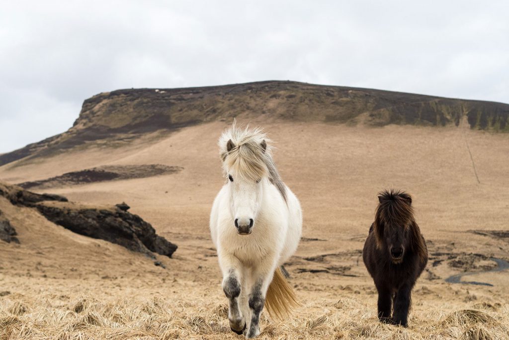 Island im Winter – von wilden Fällen und leisen Wassern