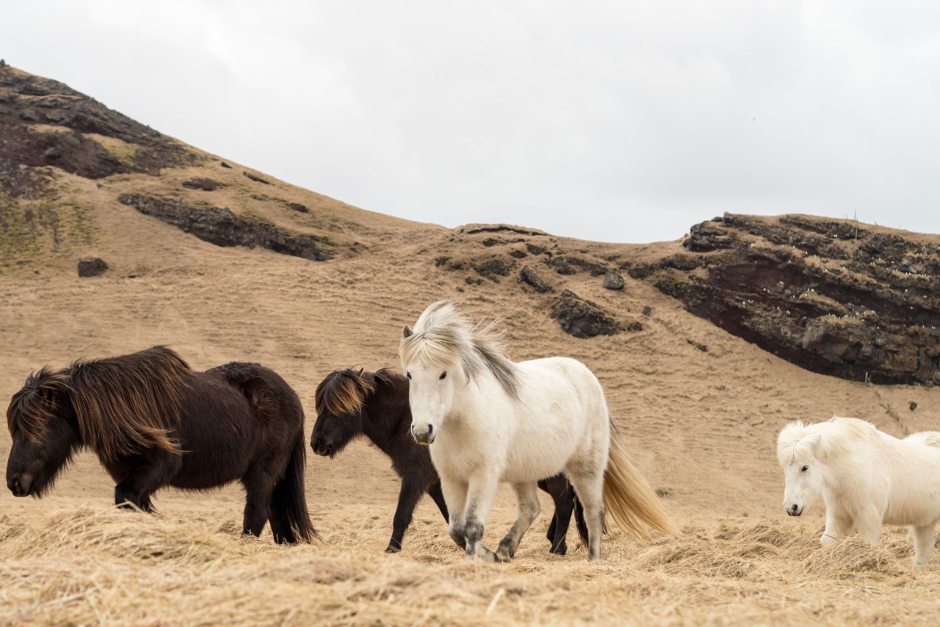Island im Winter – von wilden Fällen und leisen Wassern