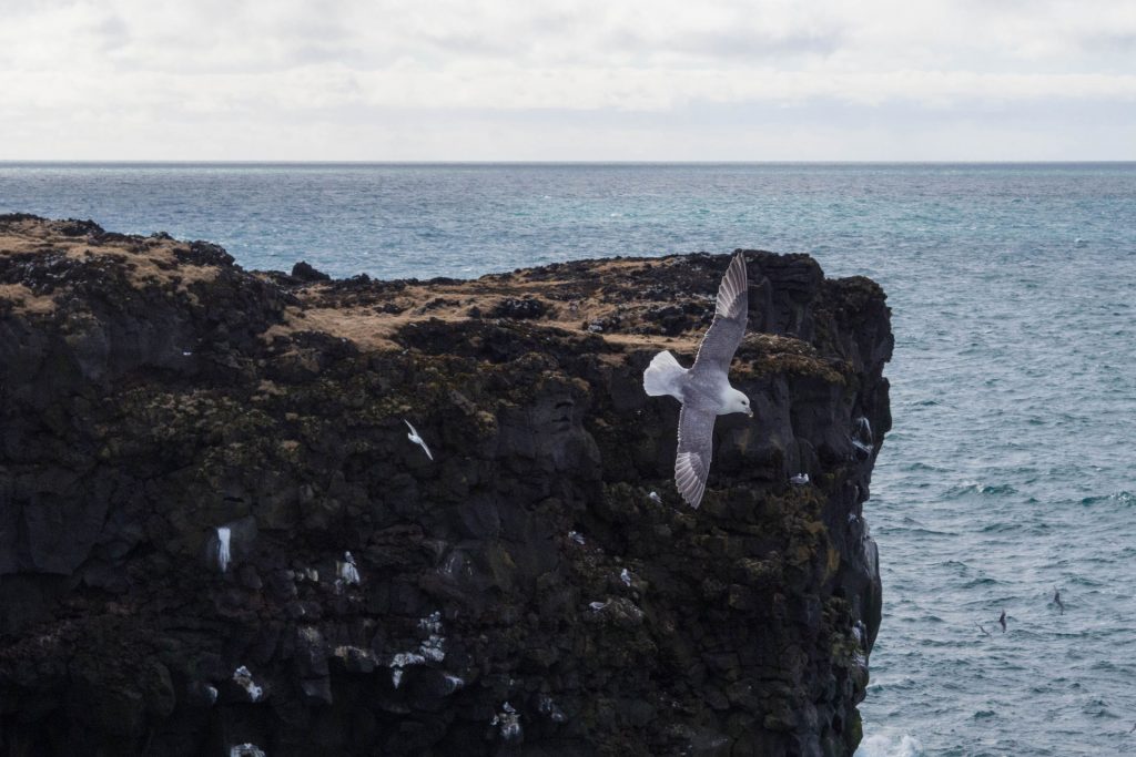 Island an einem Tag – 12h auf Snæfellsnes