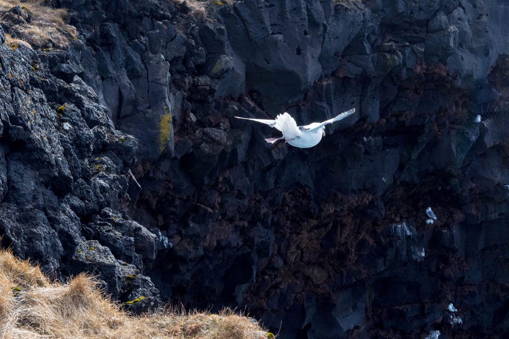 Island an einem Tag – 12h auf Snæfellsnes