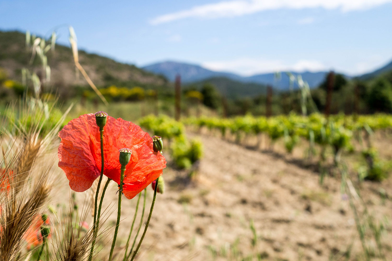 Wohin reisen… im Frühling?