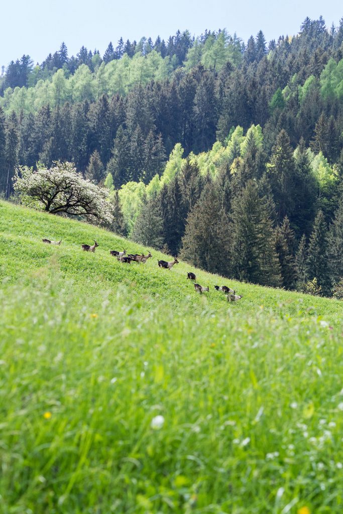 Genusswandern mit Ruhepuls