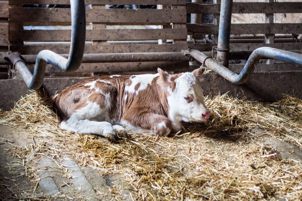 Zweite Heimat Südtirol – zu Gast bei Freunden