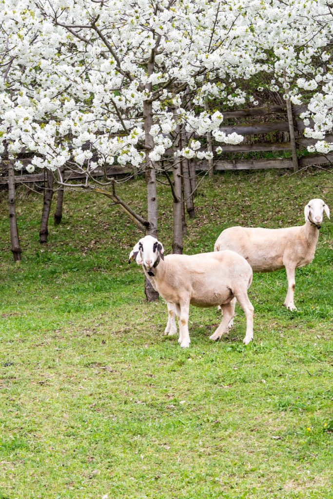 Zweite Heimat Südtirol – zu Gast bei Freunden
