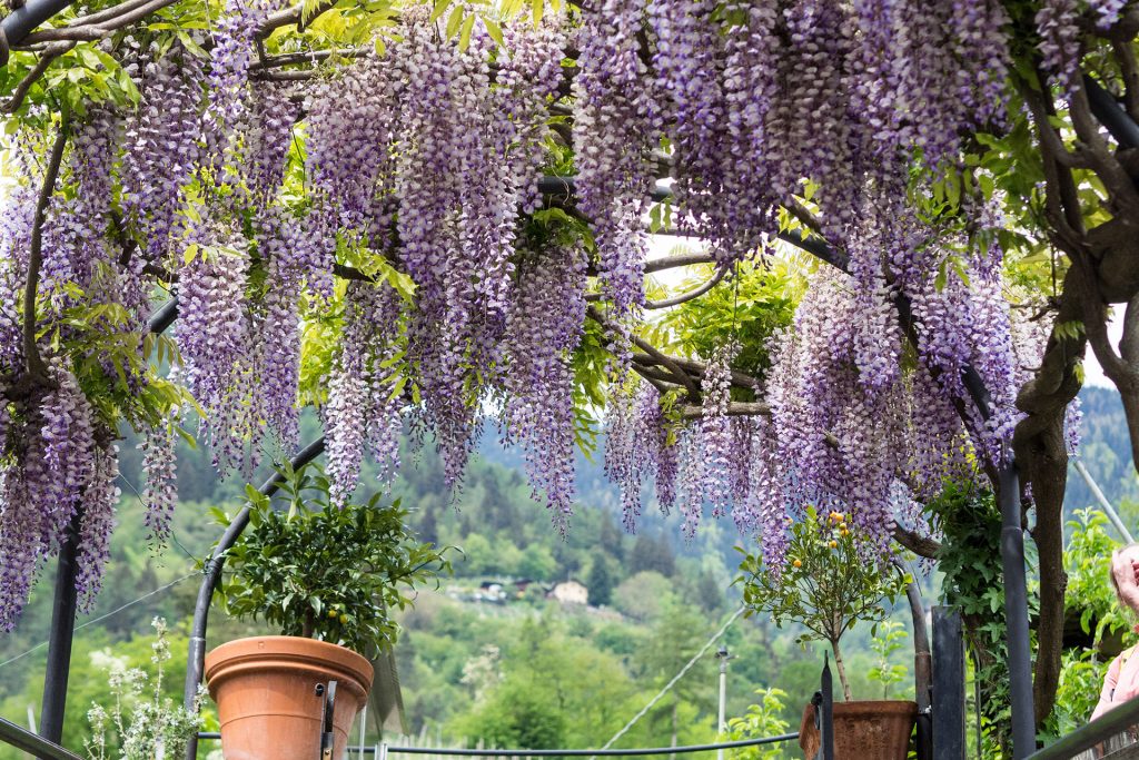 Genusswandern mit Ruhepuls