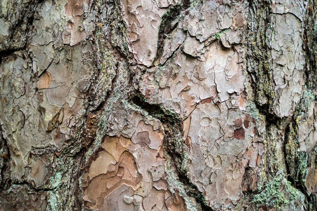 Versteckte Schätze in den Vogesen