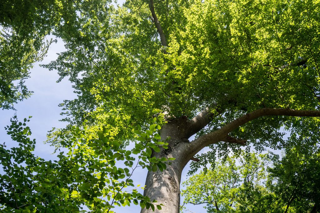 Versteckte Schätze in den Vogesen
