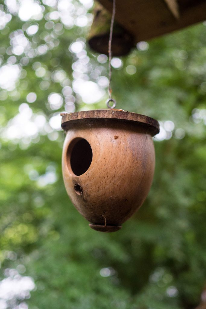 Wild, wild „Est“ – tief in den Wäldern Frankreichs