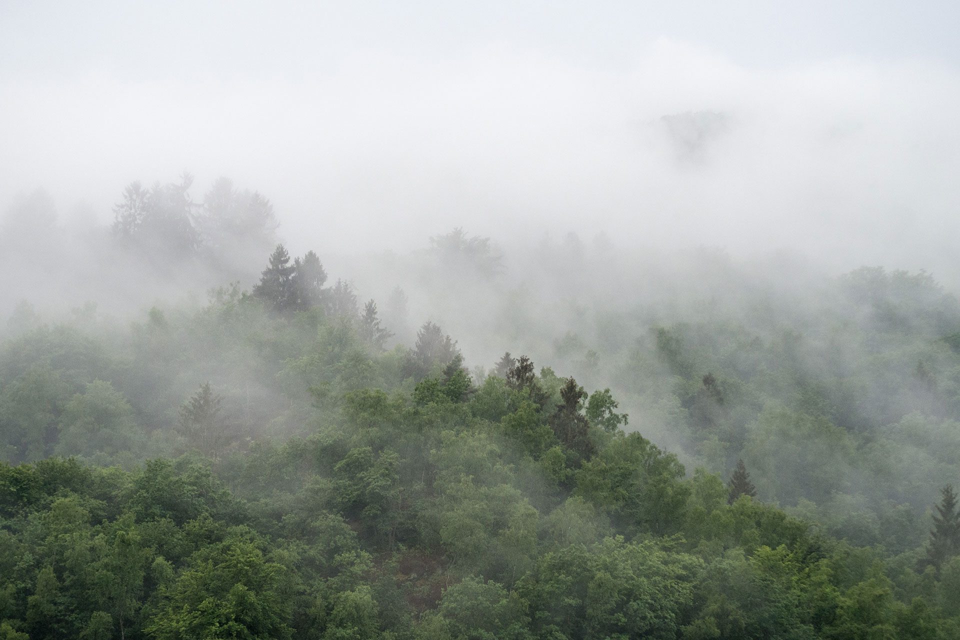 Wild, wild „Est“ – tief in den Wäldern Frankreichs