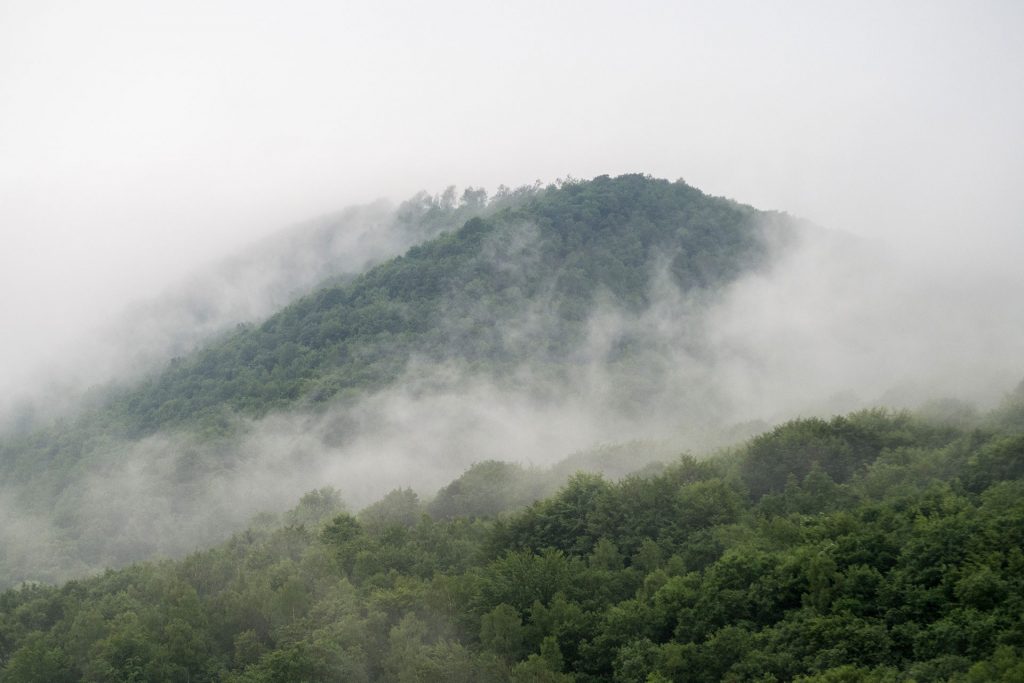 Wild, wild „Est“ – tief in den Wäldern Frankreichs