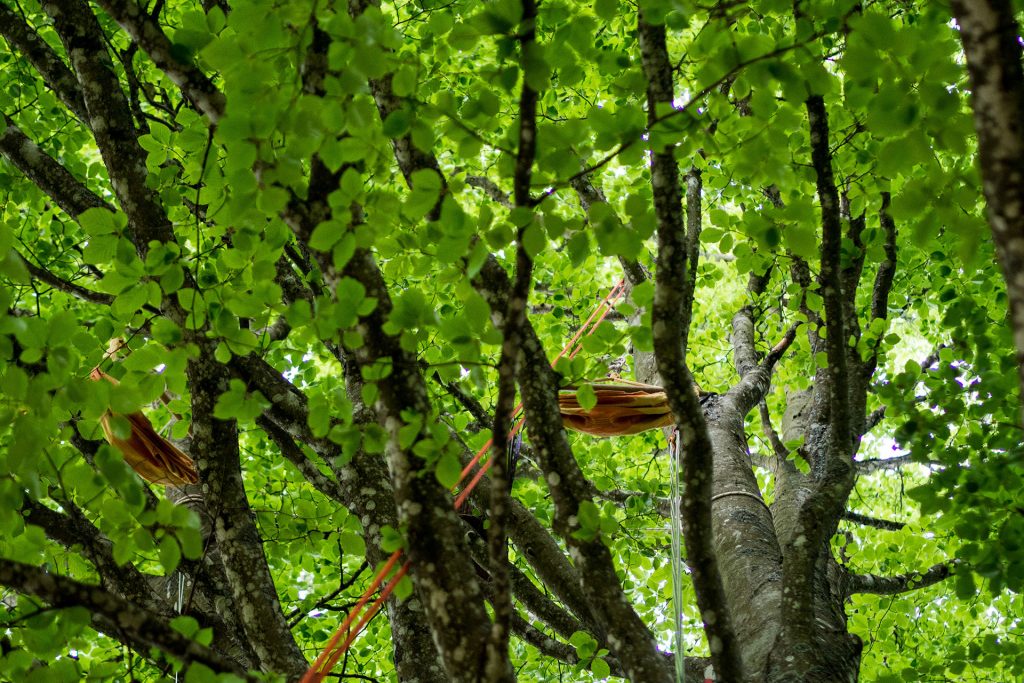 Wild, wild „Est“ – tief in den Wäldern Frankreichs