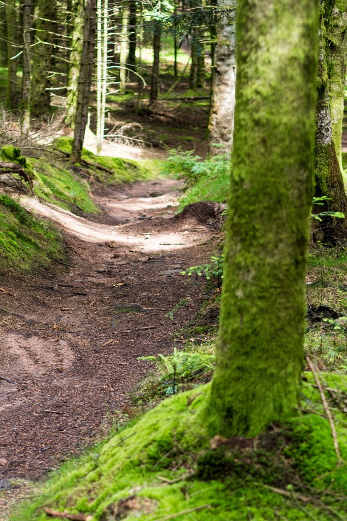 Wild, wild „Est“ – tief in den Wäldern Frankreichs