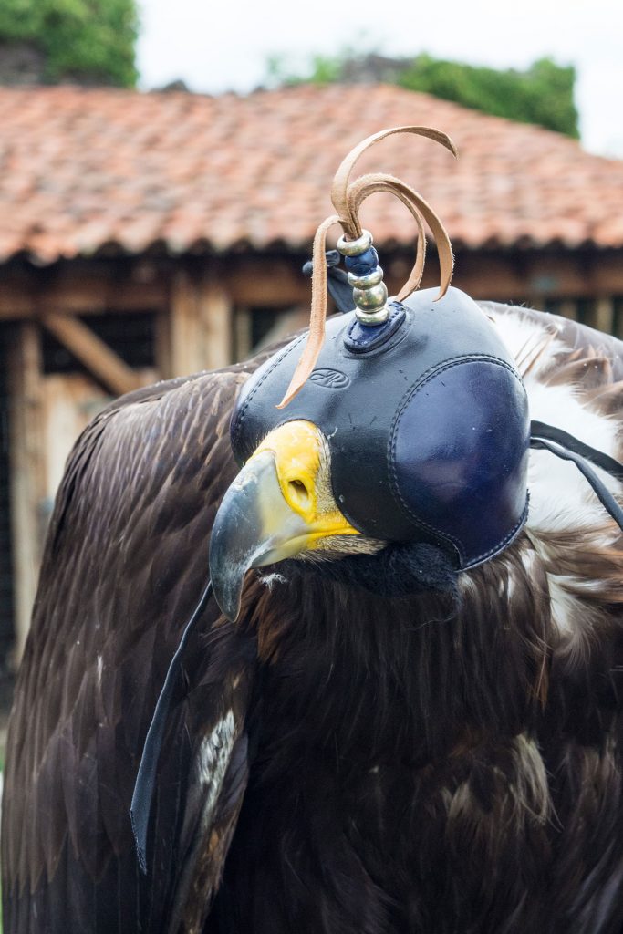 Wild, wild „Est“ – tief in den Wäldern Frankreichs