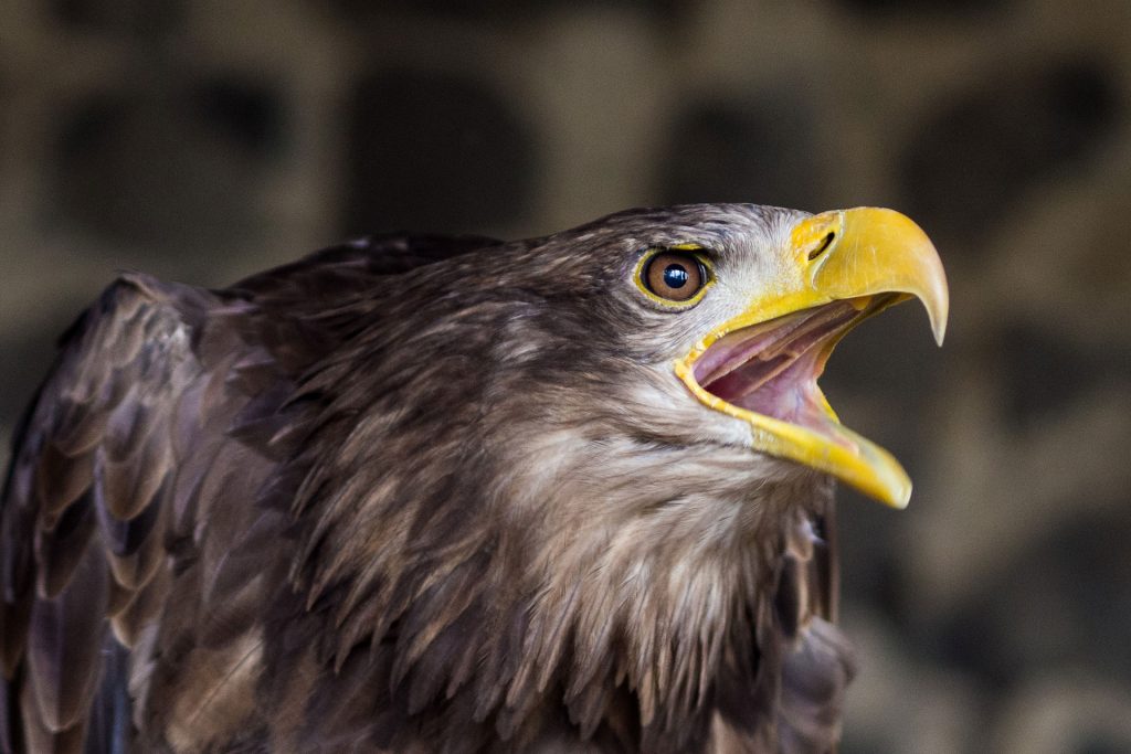 Wild, wild „Est“ – tief in den Wäldern Frankreichs