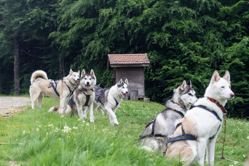Wild, wild „Est“ – tief in den Wäldern Frankreichs