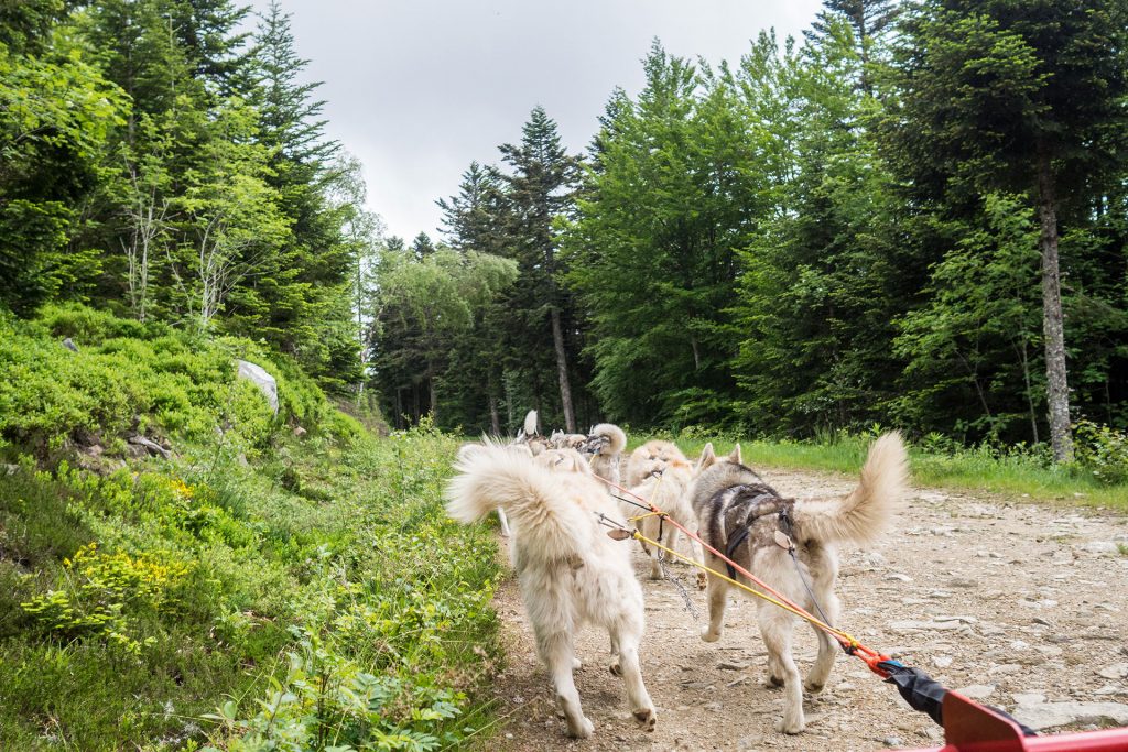 Wild, wild „Est“ – tief in den Wäldern Frankreichs