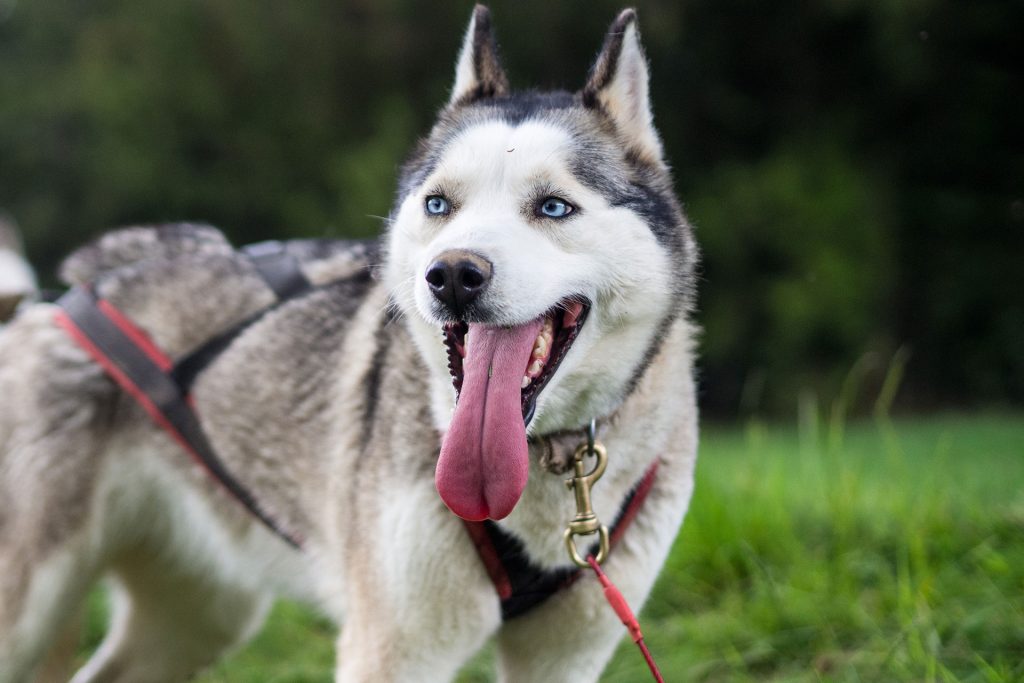 Wild, wild „Est“ – tief in den Wäldern Frankreichs