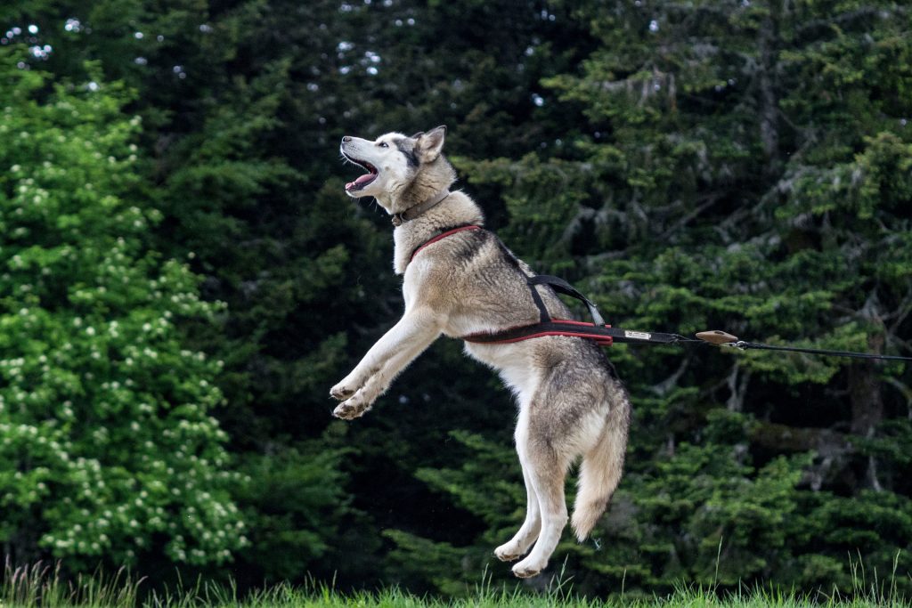 Wild, wild „Est“ – tief in den Wäldern Frankreichs