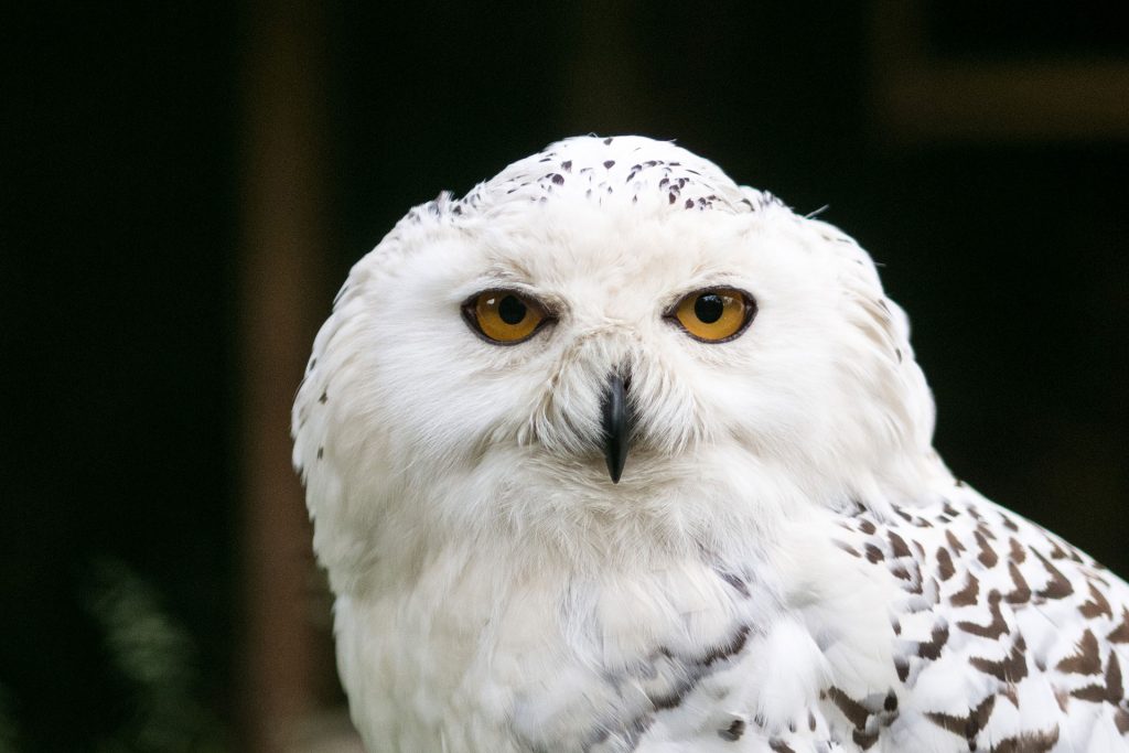 Wild, wild „Est“ – tief in den Wäldern Frankreichs