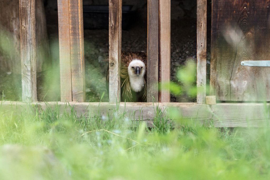 Wild, wild „Est“ – tief in den Wäldern Frankreichs