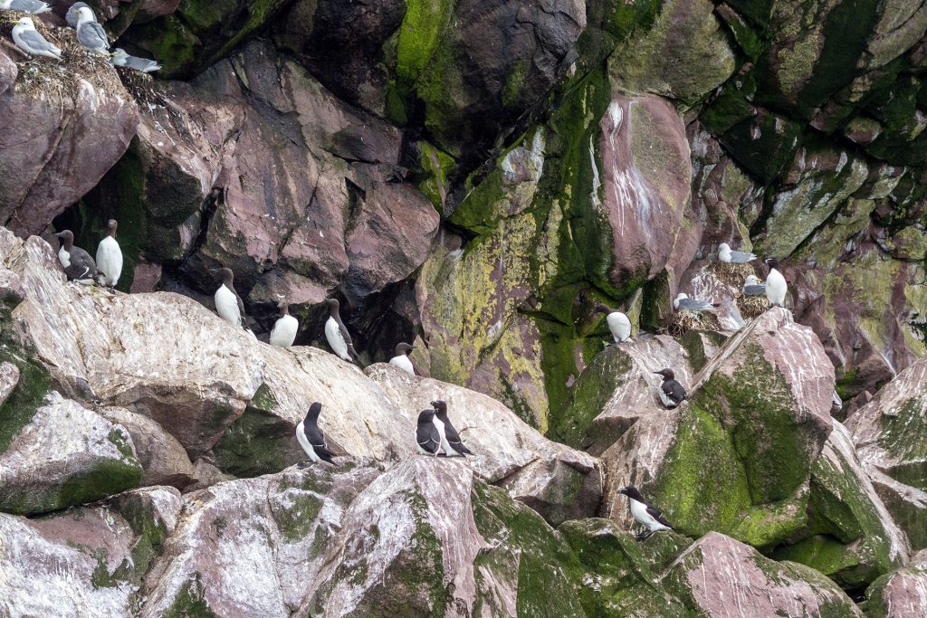 Neufundland – oder die Einzigartikeit der Küste