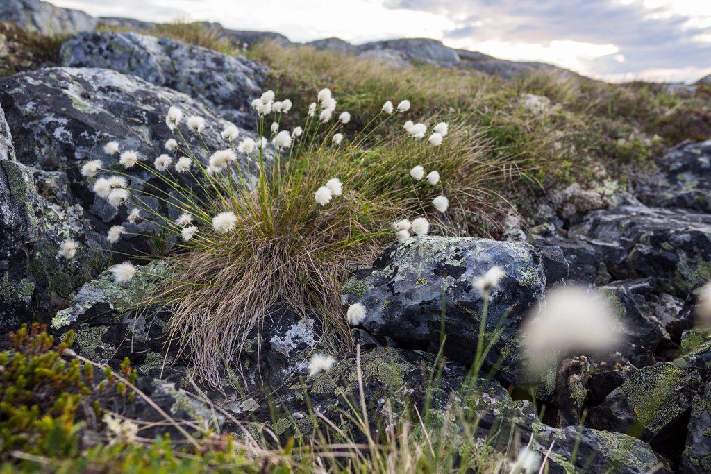 Lost and Found – auf Fogo Island