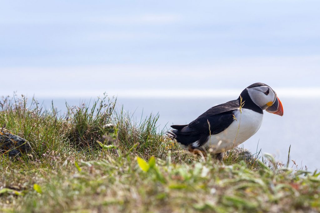 Neufundland – oder die Einzigartikeit der Küste