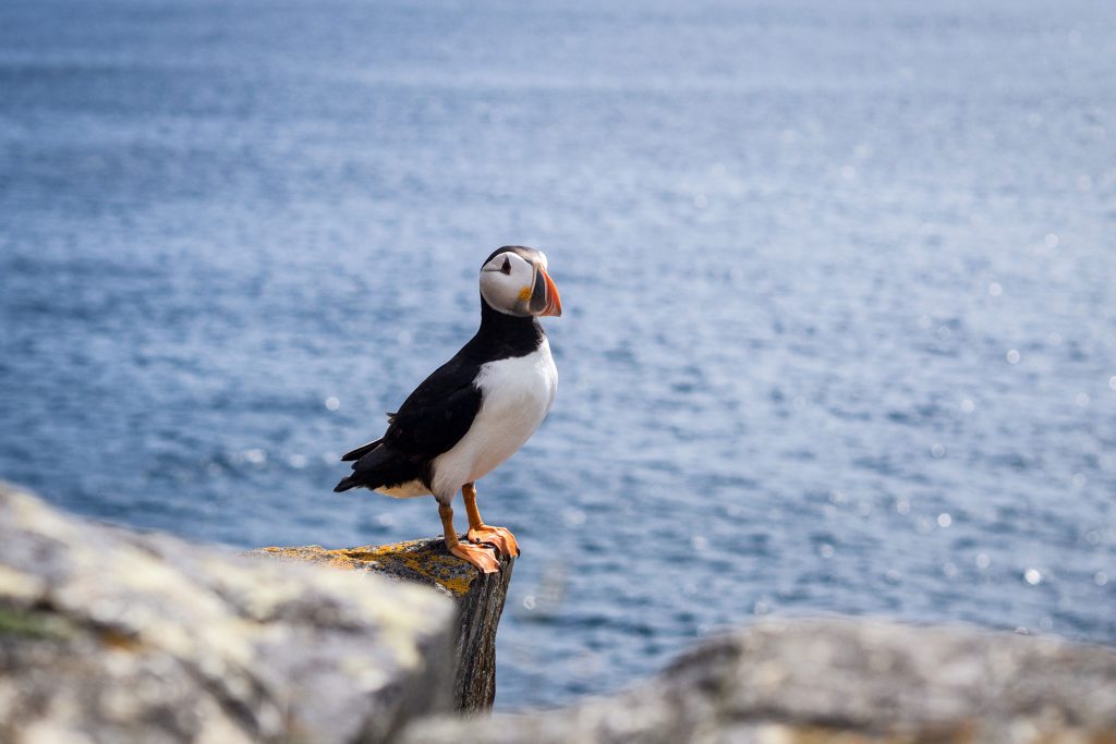 Neufundland – oder die Einzigartikeit der Küste