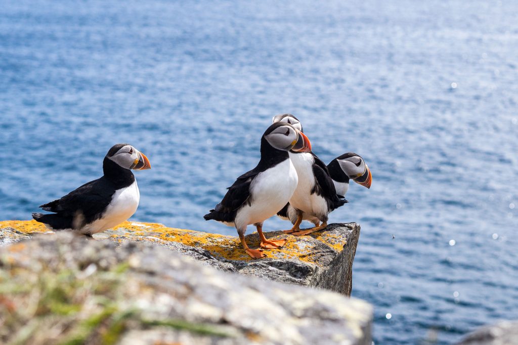 Neufundland – oder die Einzigartikeit der Küste