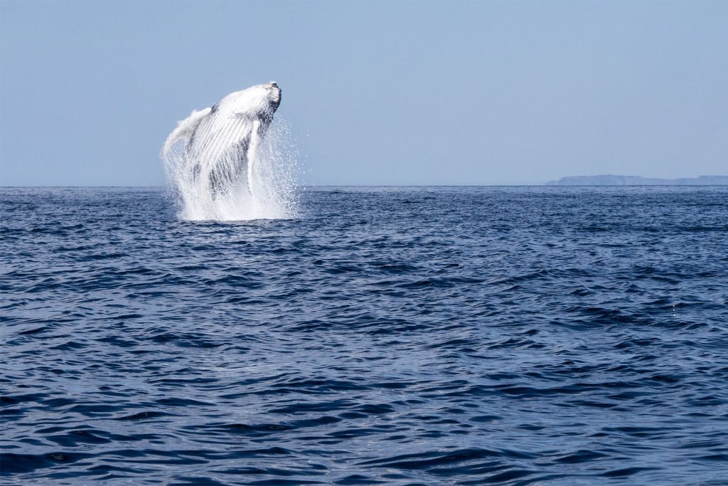 Neufundland – oder die Einzigartikeit der Küste
