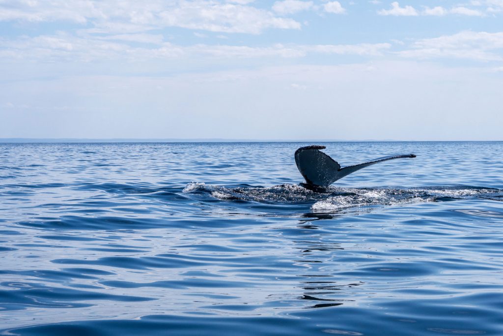 Neufundland – oder die Einzigartikeit der Küste