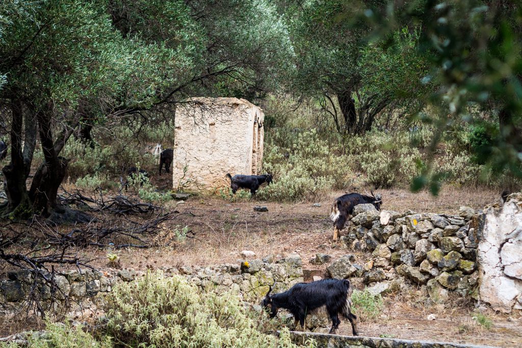 „Jassas“ aus Kefalonia!