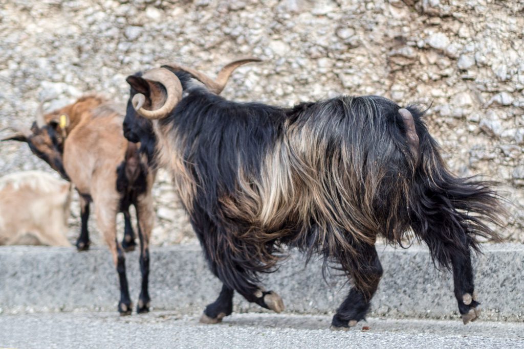 „Jassas“ aus Kefalonia!