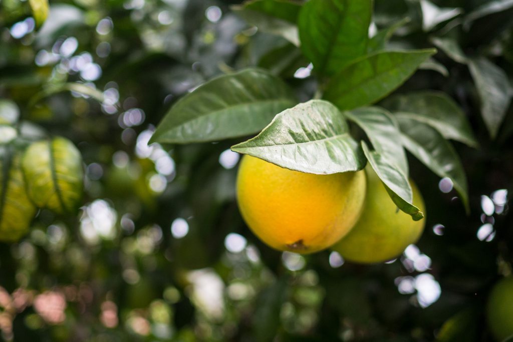 „Jassas“ aus Kefalonia!