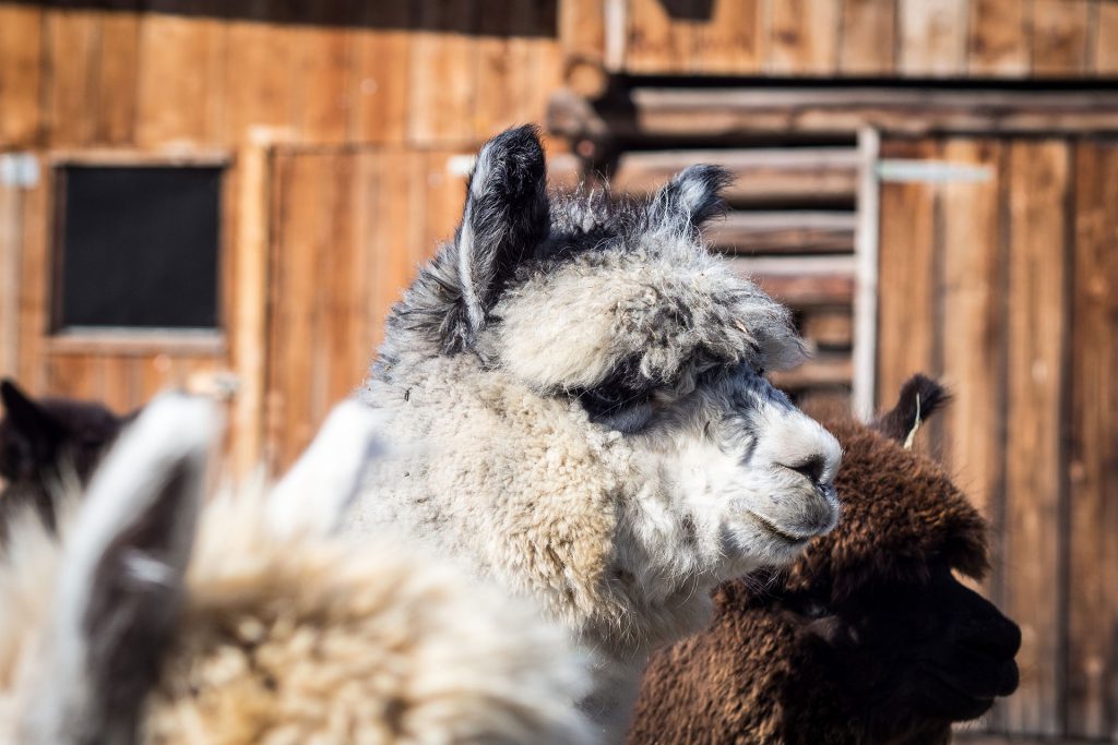 Oh du flauschige Entschleunigung…