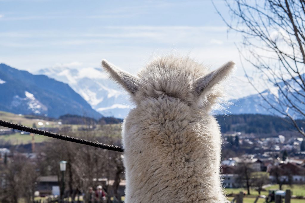 Oh du flauschige Entschleunigung…