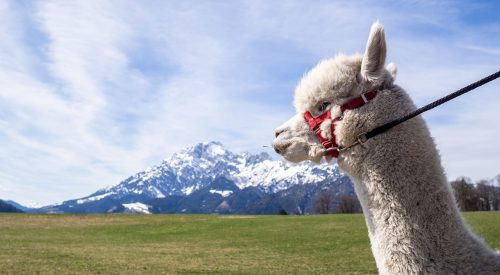 Oh du flauschige Entschleunigung…