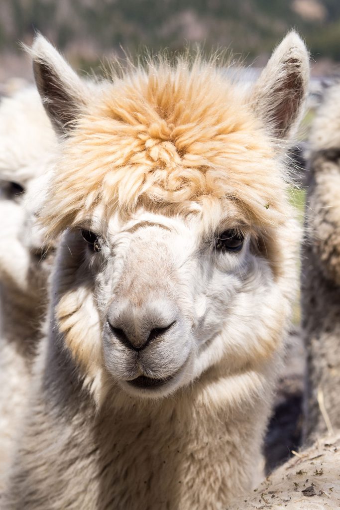 Oh du flauschige Entschleunigung…